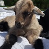 Image 1: Cute Goats Cuddle Session Tickets to Rescue Ranch Petting Zoo 