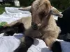 Up to 55% Off on Petting Zoo at EZ's Rescue Ranch