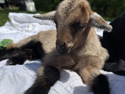 One Cuddle Session Ticket for Adult Aged 8+ - EZ's Rescue Ranch Gloucester Township, New Jersey