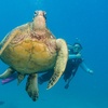 Image 3: Scuba Diving Adventures – Honolulu Reefs at Aloha Scuba Diving Company