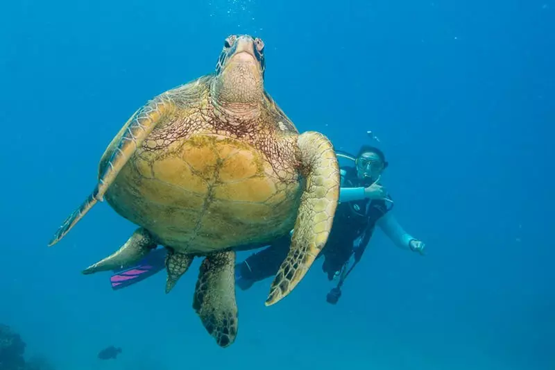 Dive Into Adventure: Scuba Intro Dive or Tank Reef Explorer 