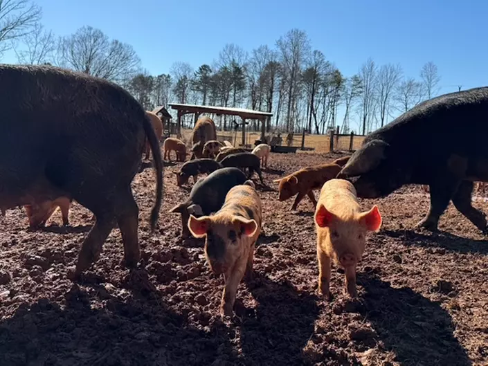 Enjoy Hive Tour, Farm Immersion, and Vineyard Walk