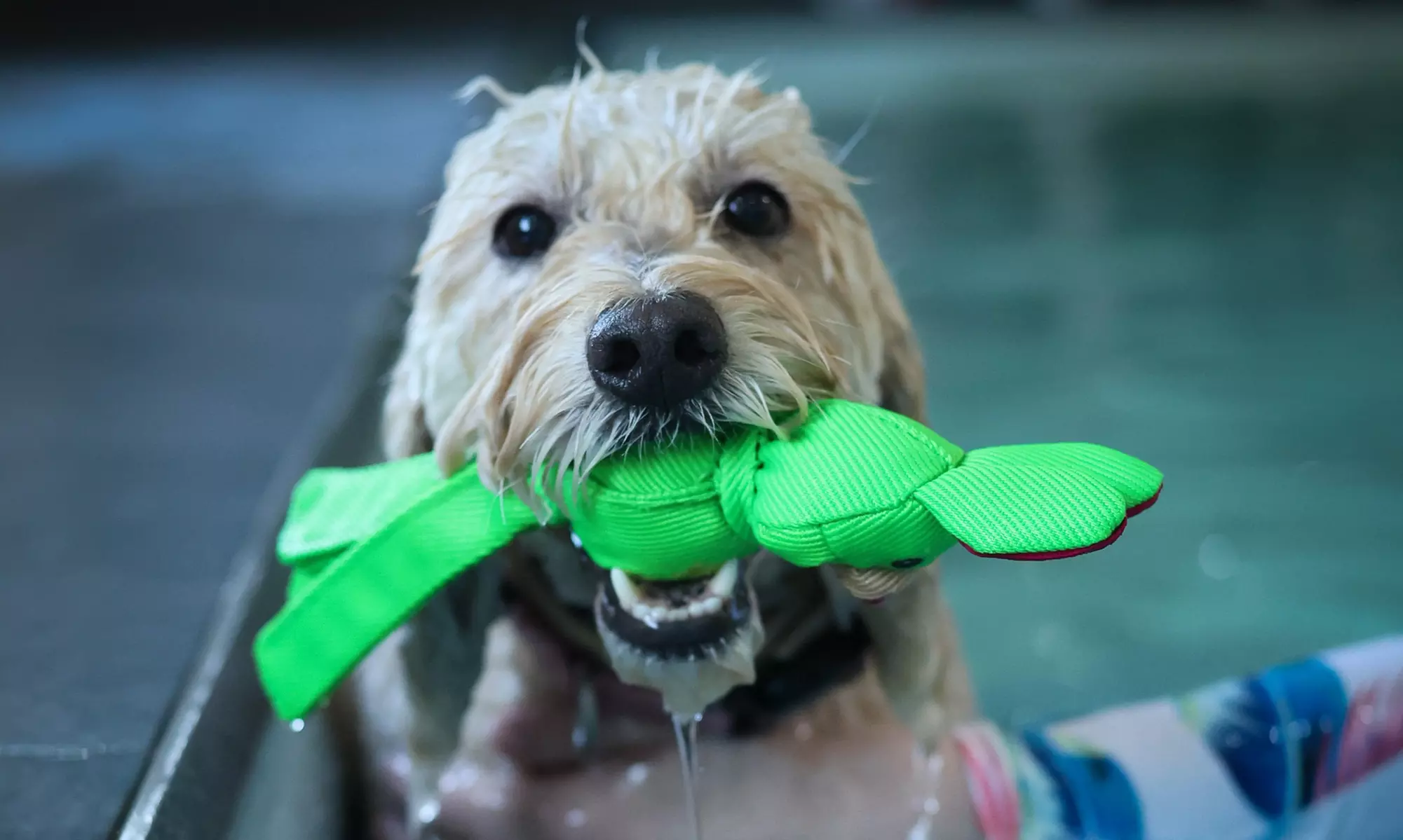 Doggy Fun Swim at K9 Swim
