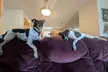 Up to 34% Off on Pet Sitter / Dog Walker at DSM Pet Care Club - Second Medium