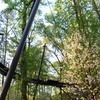 Image 8: Admission to Atlanta Botanical Garden – Midtown Urban Oasis