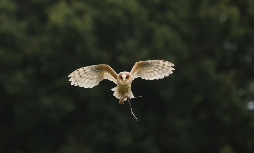 Image 2: Children's Mini Bird of Prey Session for 2 Adults or 1 or 2 Children