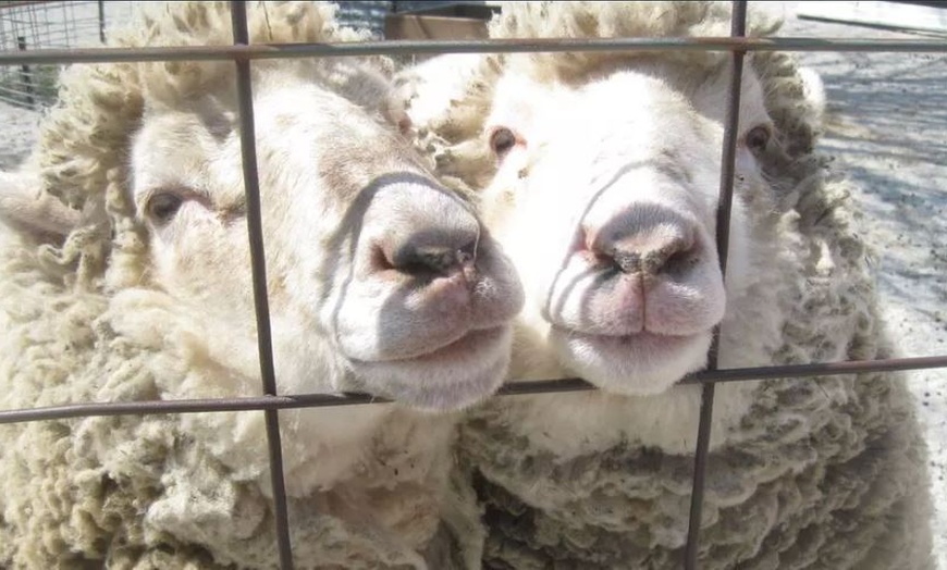 Image 3: Enjoy Family-Friendly Green Meadows Petting Farm in Milwaukee Area