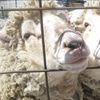Image 3: Enjoy Family-Friendly Green Meadows Petting Farm in Milwaukee Area