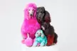 New Look for Your Pet Awaits: Full Groom - Small, Medium or Large Dog at Groomed By Adrian ( Up to 22% Off ) - Second Medium