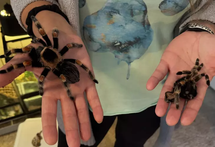 Exclusive Wildlife Adventure: VIP Sunset Tour & Exotic Animal Feeding