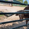 Image 7: Enjoy Family-Friendly Green Meadows Petting Farm in Milwaukee Area