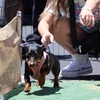 Image 4: Pet Expo Rescue Benefit – Up to 50% Off