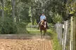Try Horseback Riding with a 30-Minute Intro Lesson -  20% Off  at Crosspoint Equestrian - Second Medium