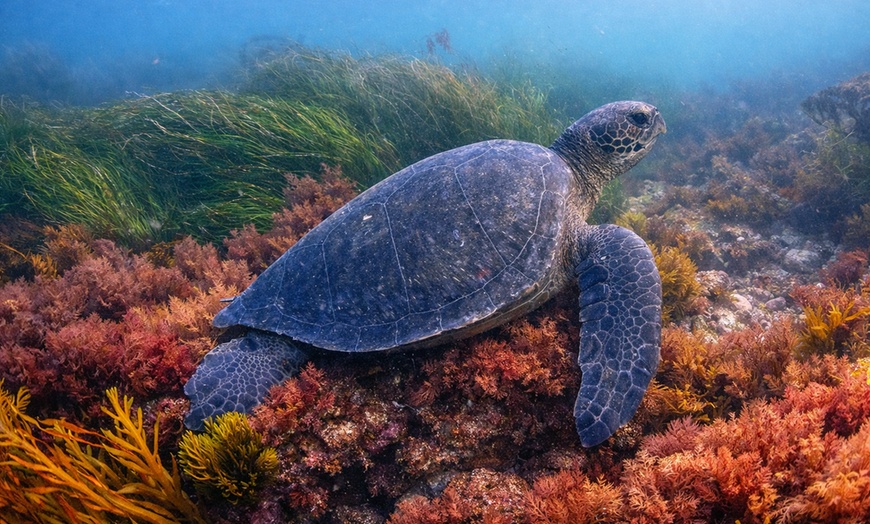 Image 6: Explore One Full-Day Snorkel Rental with Choice of Wetsuit for 1 or 2 