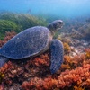Image 6: Explore One Full-Day Snorkel Rental with Choice of Wetsuit for 1 or 2 