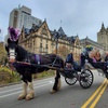 Image 9: Central Park Horse Carriage Tour – NYC