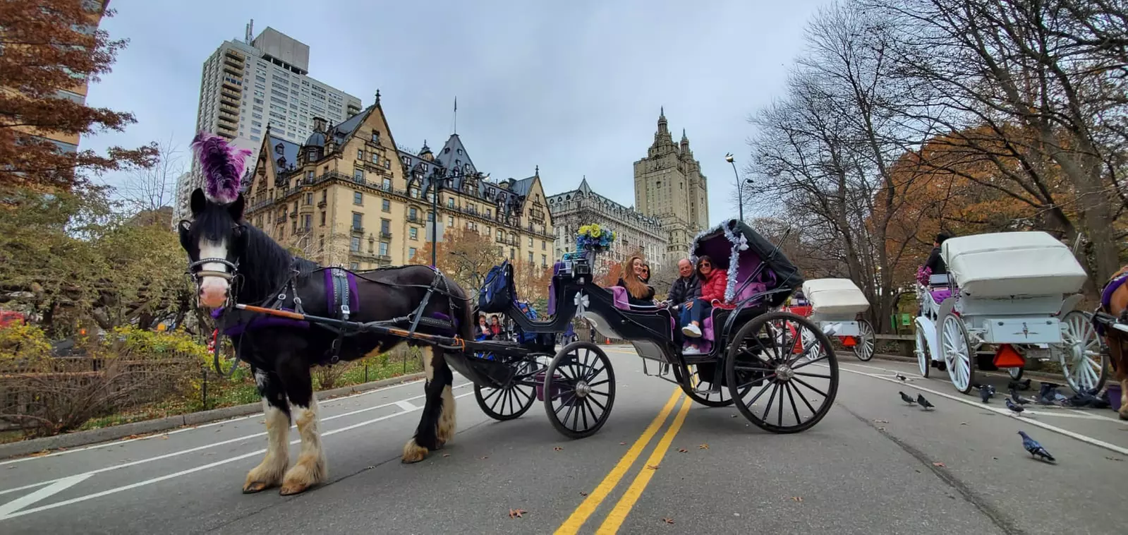 Discover NYC Fancy Rides' enchanting 45-minute Central Park horse carriage tour, offering up to 24% off for a nostalgic journey.