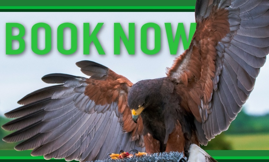 Image 13: Experience the Thrill: Two-Hour Birds of Prey Adventure for 1, 2, or 4