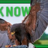 Image 13: Experience the Thrill: Two-Hour Birds of Prey Adventure for 1, 2, or 4