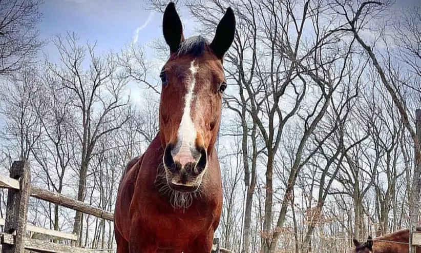 One or Five Private Horseback Riding Lessons at Bethpage Equestrian Center (Up to 24% Off) - Second Medium