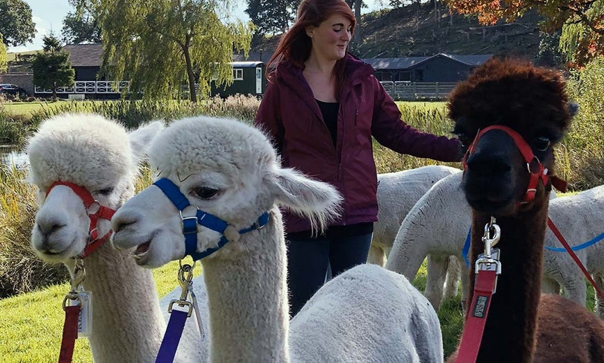 Image 3: 90 minute Alpaca walk for up to four people at Oakmere Alpacas