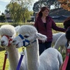 Image 3: 90 minute Alpaca walk for up to four people at Oakmere Alpacas