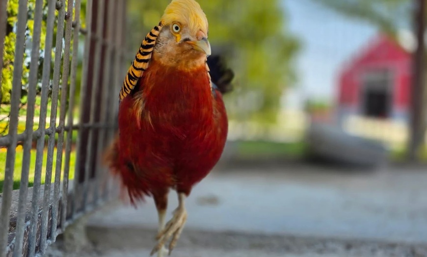 Image 12: Enjoy Family-Friendly Green Meadows Petting Farm in Milwaukee Area