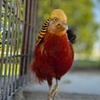 Image 12: Enjoy Family-Friendly Green Meadows Petting Farm in Milwaukee Area
