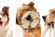 Memories By Marie Photography offers a 30-minute Studio Session Capturing Your Pet's Personality (Up to 55% Off) - Second Medium
