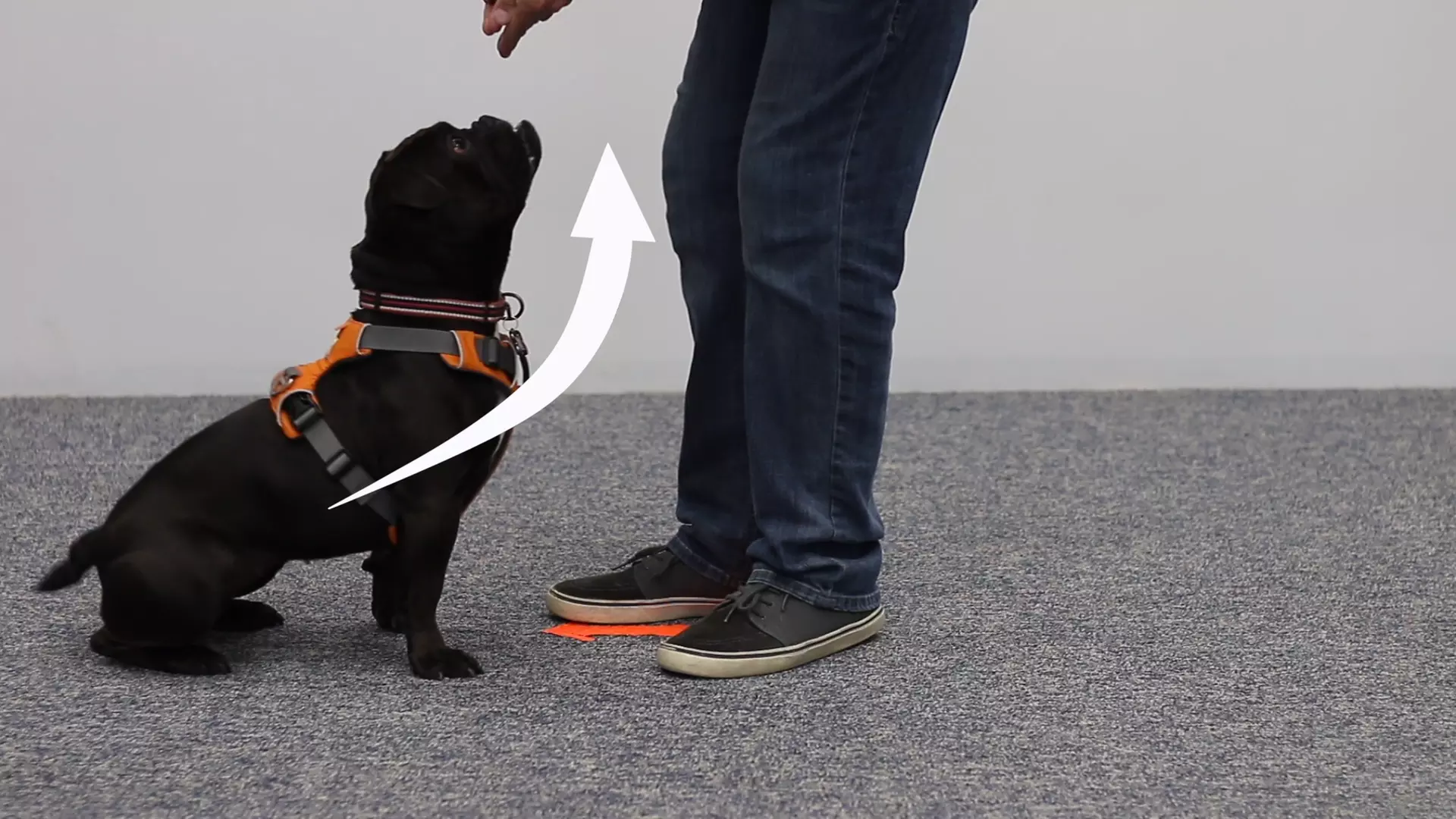 Unlock up to 88% off with International Open Academy's Puppy & New Dog Training Course featuring real dogs online. - Primary Image