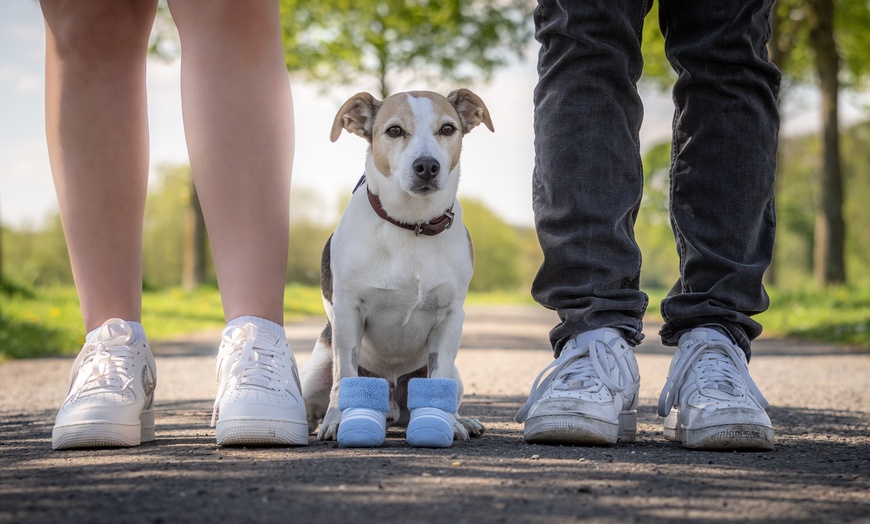 Image 4: Babybauch- und Schwangerschafts-Fotoshooting inkl. 1 - 5 Bilder