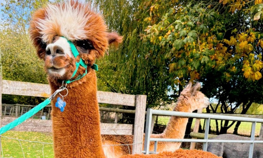 Image 10: Alpaca Farm Experience at Pennybridge Meet, Feed & Learn About Alpacas  