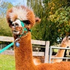 Image 10: Alpaca Farm Experience at Pennybridge Meet, Feed & Learn About Alpacas  