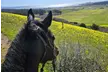 Horse Back Riding Lessons for 1-4 People w/ Expert Guide in Moss Beach, CA - Up to 36% Off - Second Medium