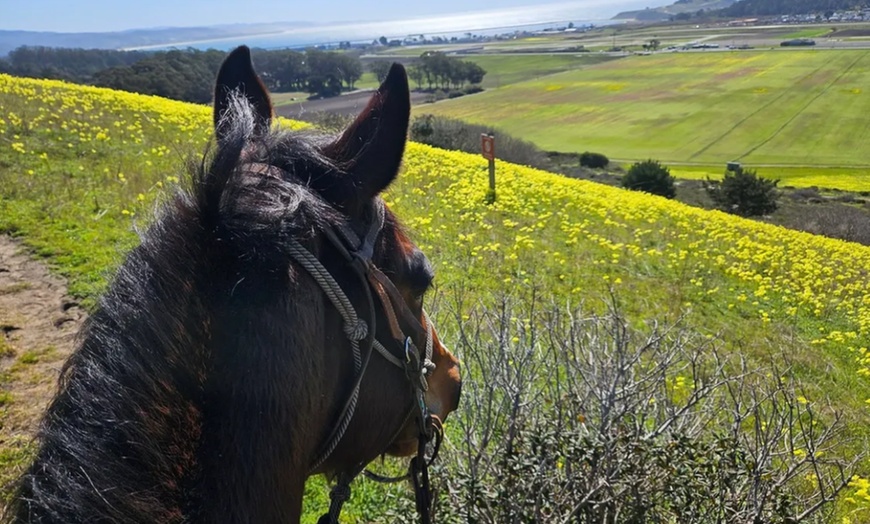 Image 5: Horse Back Riding Lessons for 1-4 People w/ Experts in Moss Beach, CA