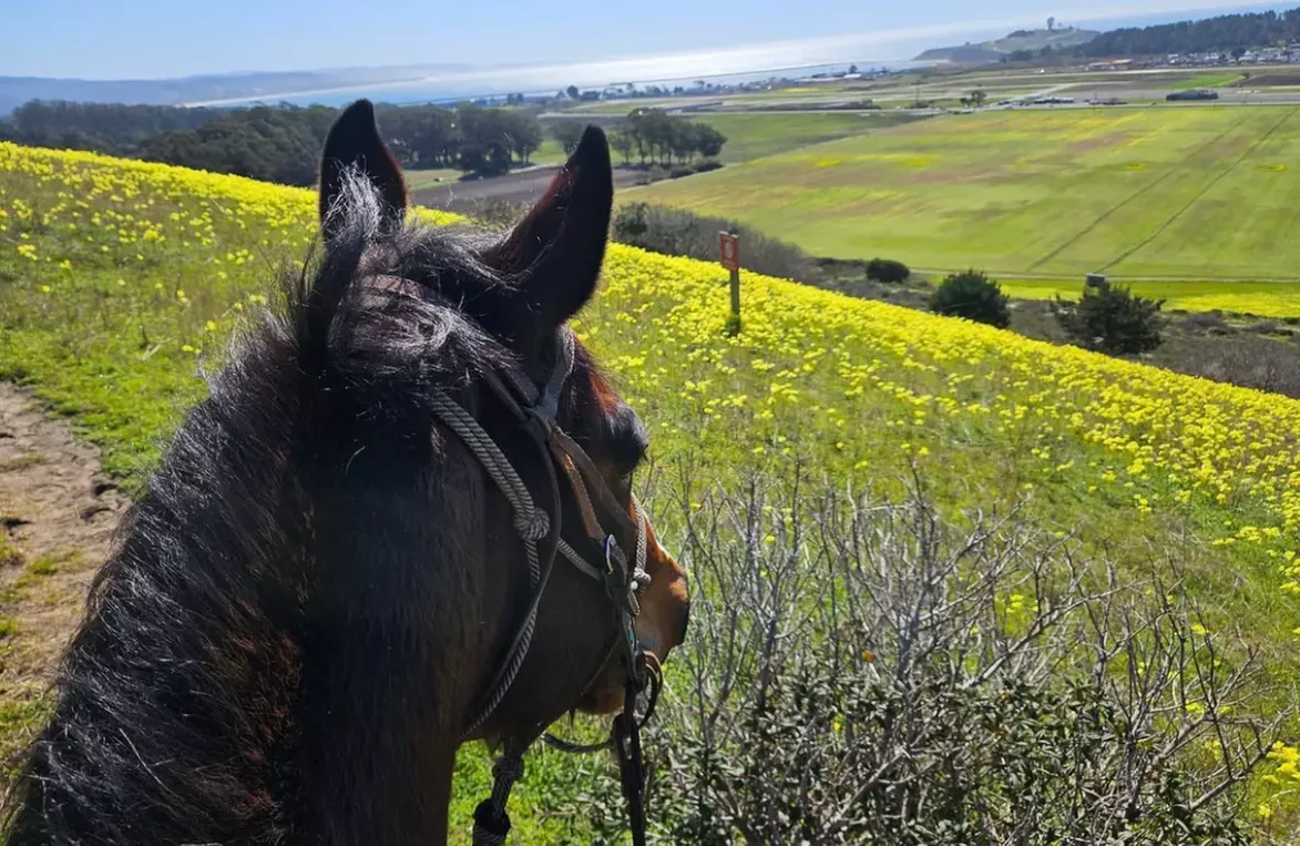 Horse Back Riding Lessons for 1-4 People w/ Experts in Moss Beach, CA