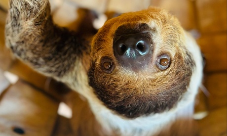 34% Off Zoo Admission or VIP Experience at Georgia Untamed Zoo 34% Off Zoo Admission or VIP Experience at Georgia Untamed Zoo