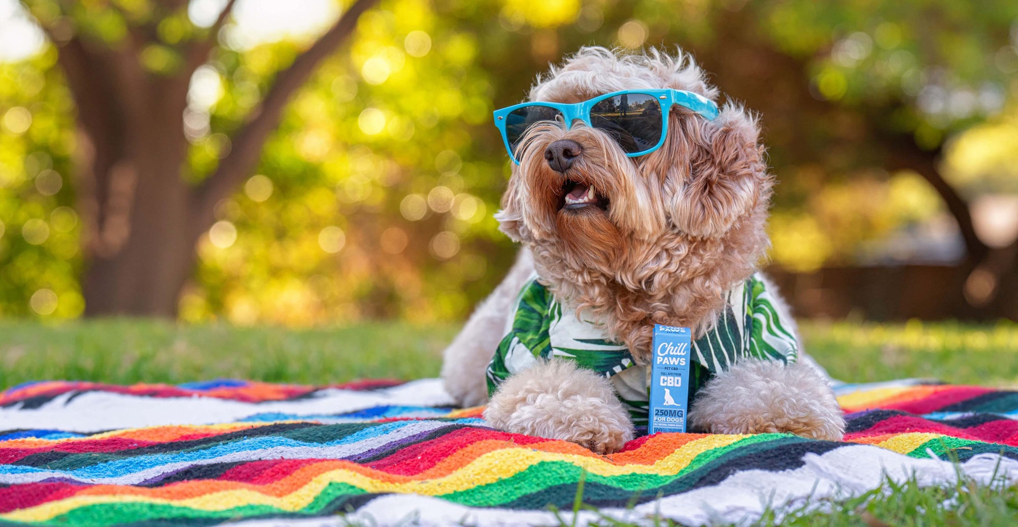 250mg Full Spectrum CBD Oil for Dogs to Ease Stress