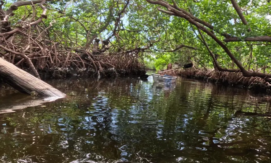 Image 6: 2-Hour Kayak Eco Tour in Emerson Point Preserve - Palmetto, FL