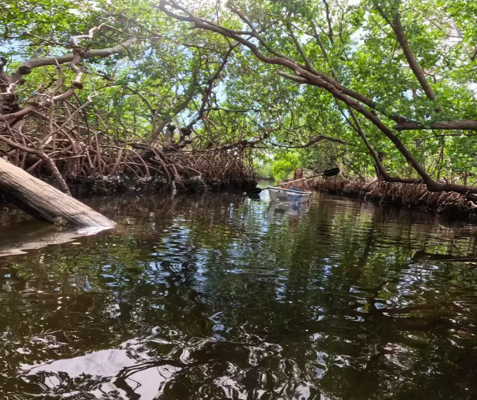2-Hour Kayak Eco Tour in Emerson Point Preserve - Palmetto, FL
