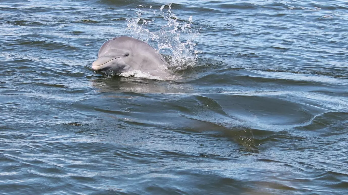 2-Hour Dolphin & Wildlife Eco Cruise in Cocoa Beach