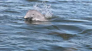 2-Hour Dolphin & Wildlife Eco Cruise in Cocoa Beach