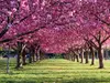 Experience springtime magic with Dmitry City Frames at Brooklyn Botanic Garden, up to 60% 