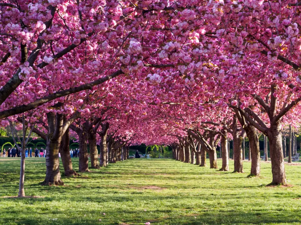 Experience springtime magic with Dmitry City Frames at Brooklyn Botanic Garden, up to 60%  - Primary Image