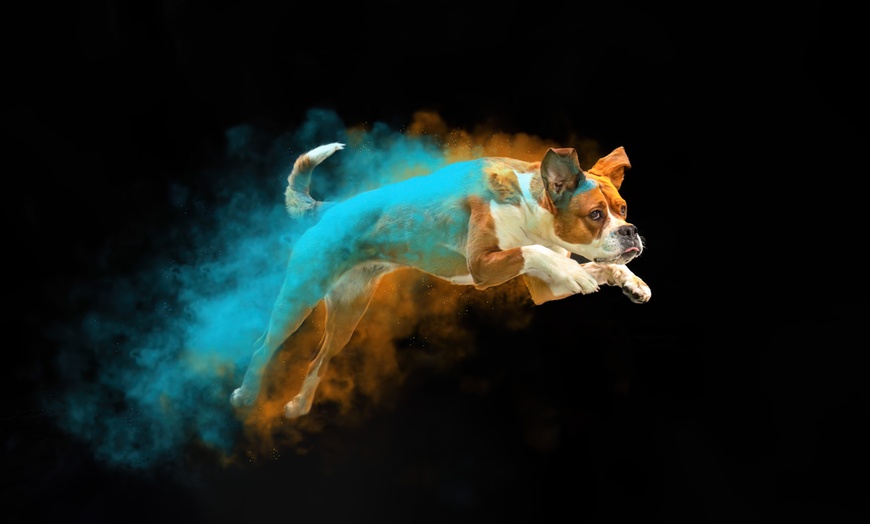 Image 9: 30 Min. Holi-Fotoshooting inkl. 3 - 5 Bilder