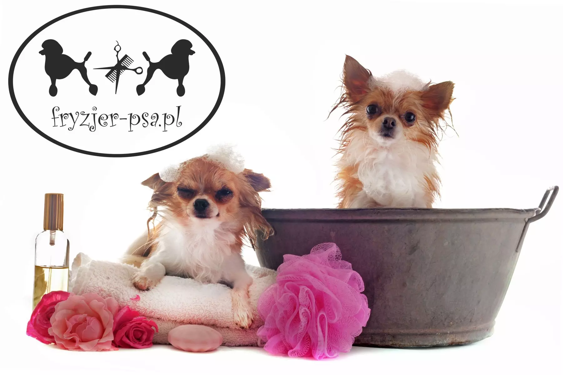 Pielęgnacja - zwierzęta domowe w fryzjer-psa.pl Henryka Fortuniak