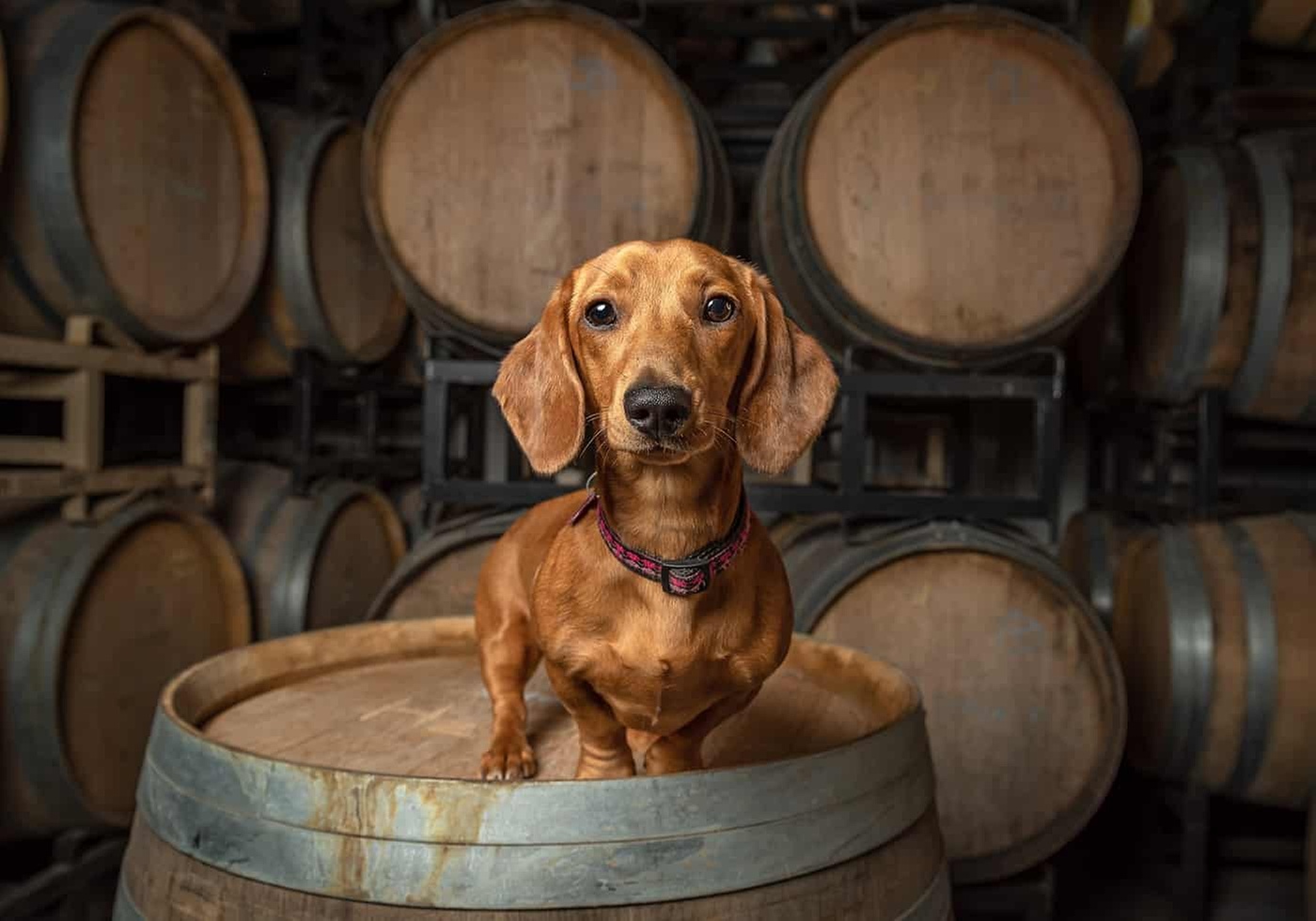 Wine tasting and tour for 2 or 4 with barrel tasting and wine