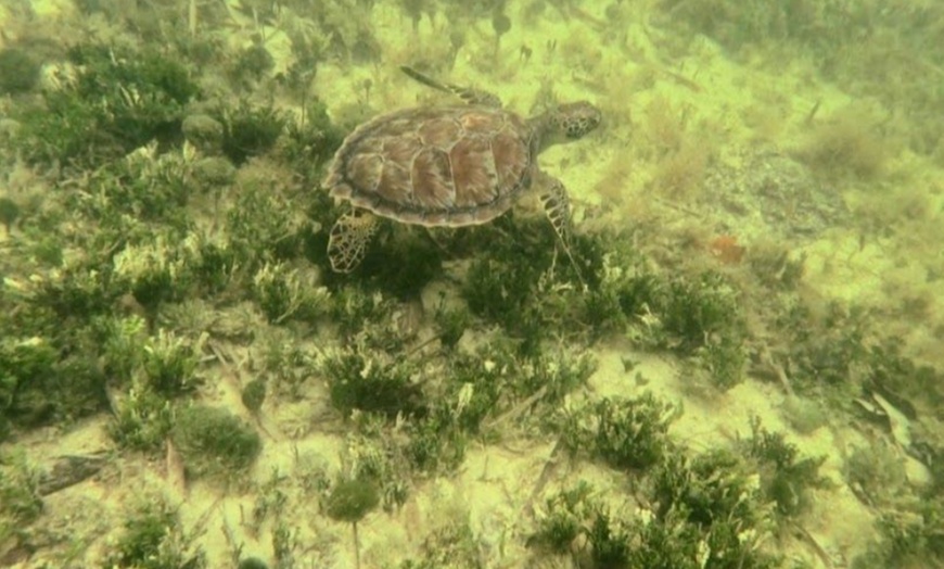 Image 19: Guided Kayak or SUP Eco-Tour – Geiger Key, Key West