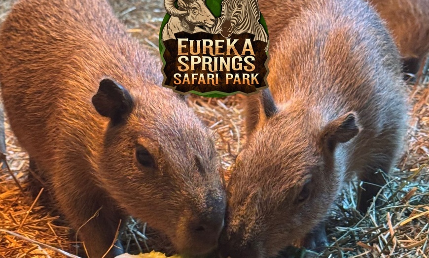 Image 8: Guided Safari Tours w/ Wildlife Adventures in Eagle Rock, MO