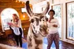 Find Your Zen: 90-Minutes Llama Yoga & Interactive Alpaca & Llama Encounters for 1, 2 or 4 at Atlanta Alpaca Treehouse - Image 6